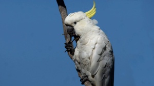 Sulphur Crested Cockatoo - credit Ellura Sanctuary