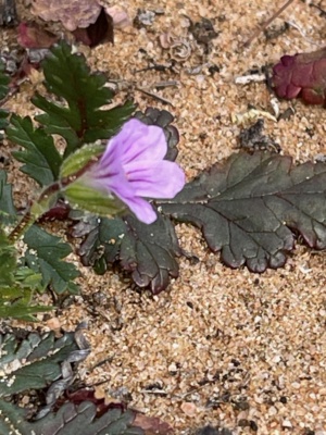 erodium botrys - Introduced weed- storks bill