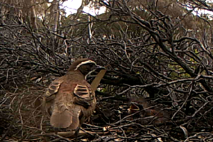 Quail Thrush with Chick from video 226 Nov 2024