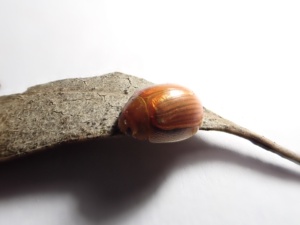 Fluro Orange Leaf beetle - Maybe Genus Paropsisterna