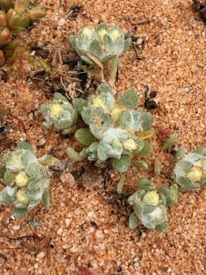 Rabbit Tails - Ptilotus seminudus