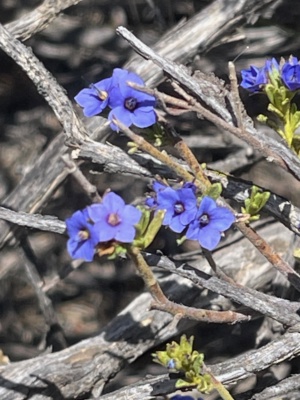 Rough Halgania Sec 227 Oct 2024