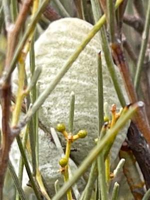 Grass Mantis nest