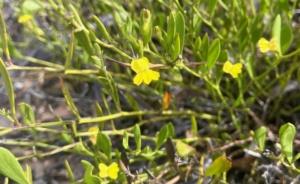 Goodinea 215 Track in Oct 2024