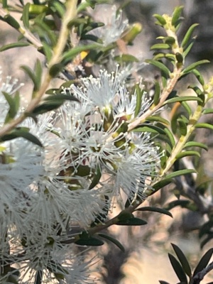 Dryland Tea-tree - Melaleuca lanceolata Sec 226