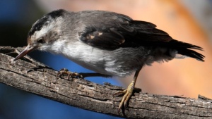 Black-Capped Sittella - Credit Ellura