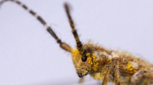 Daisy Longhorn beetle Sect 215 (www.ellura.info)