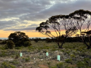 sunset planting