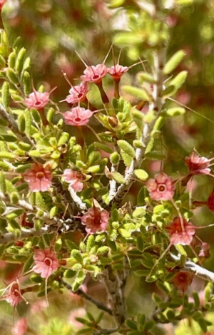 fringe Myrtle - Calytrix tetragona  - 227 Oct 2024