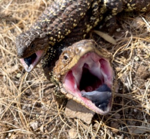 Shingle Back lizard mother and offspring