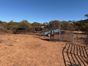 Goat Yard Traps Sec 13 2026