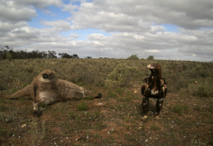 Wedge Tailed Eagle on Kangaroo Carcass Nov 2025