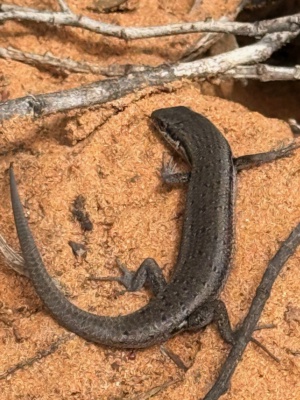 Shrubland Morethia Skink