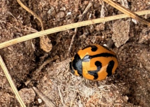 Transverse Lady Beetle