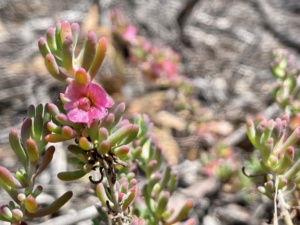 Maireana - pink and beautiful Sec 13 Oct 2024