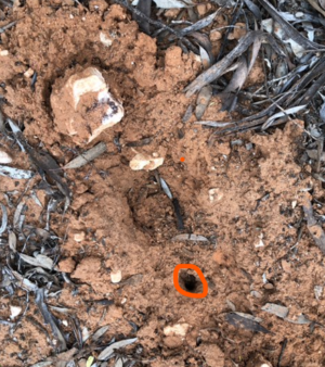 Echidna poke holes