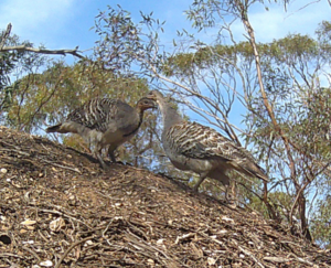 George and Sarah - Mallee Fowl