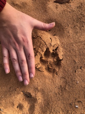 Tracks - Fox 