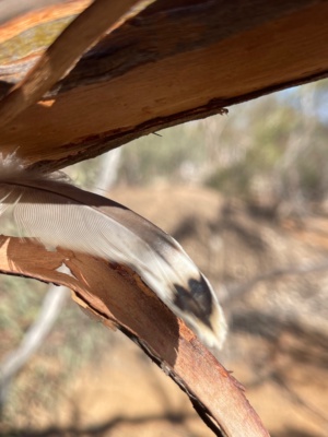 Tracks - Mallee Fowl Feather in the Mallee