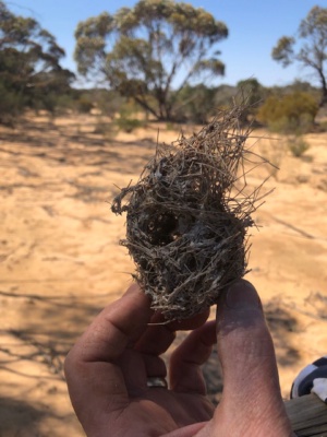 small bird nest