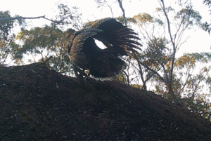 Display dance or danger? September 2024