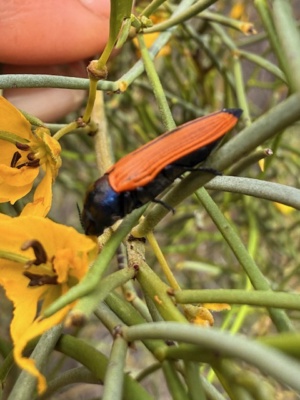 Castiarina parallelpennis