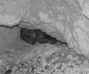 Wombat sleeping in shallow warren near shed Sec 13 Dec 24
