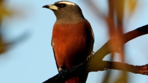 White browed Woodswallow - Credit Ellura