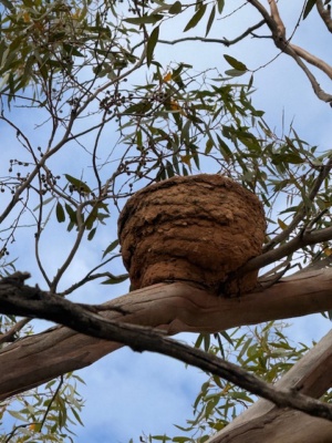 white winged chough nest
