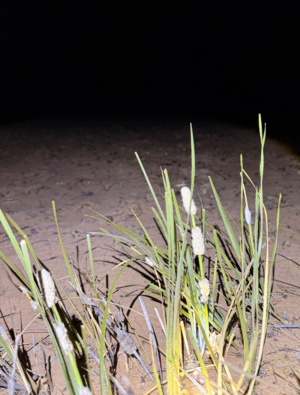 Lomandra - Matt-rush - Iron Grass 