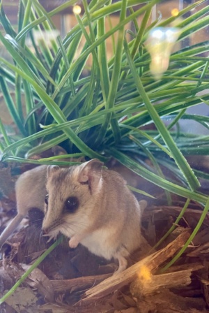 The Fat Tailed Dunnart