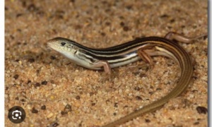 Mallee Ctenotus - Ctenotus atlas