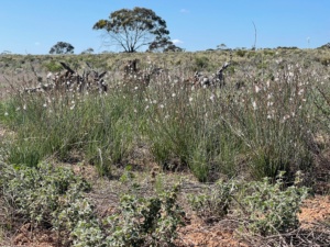 Horehound infestation on Wombat Warren Sec 13