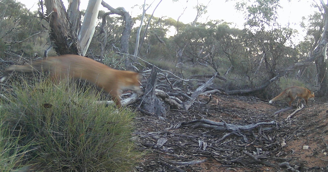 16:6 - Fox control and management