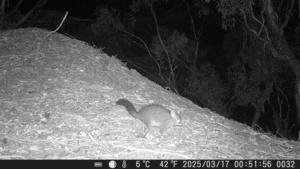 A rare sighting in the Mallee - a Brush Tailed Possum