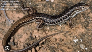 Eastern Striped Skink - Ctenotus orientalis