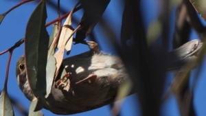 Brown Headed Honeyeater - Credit Ellura Feb 2026
