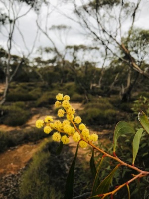 Acacia pycnantha - Golden Wattle 226