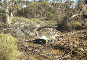 one of the younger nesting pair
