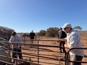 Establishing Goat Trap - landscape Mid-Murray March 2026