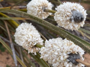 Lomandra- Iron Grass