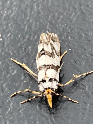 beautiful skinned snout moth