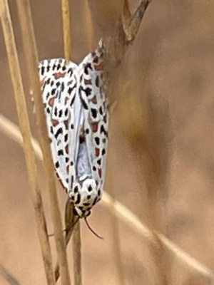 Heliotrope moth