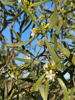 Sugar wood - found on all Sections 249, 13, 215 and 226